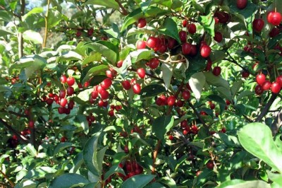 Cây dược liệu cây Nhót Loureiro - Elaeagnus Loureirii Champ