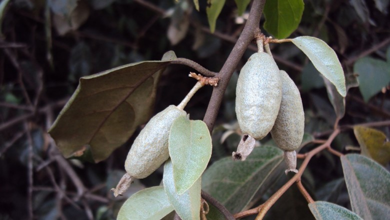 Cây dược liệu cây Nhót dại - Elaeagnus conferta Roxb. (E. gaudichandii Schleet)
