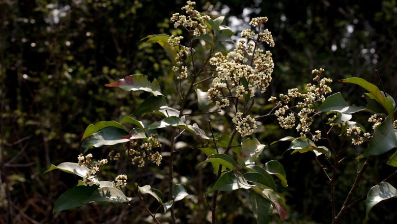 Cây dược liệu cây Nhãn mọi cánh - Walsura elata Pierre