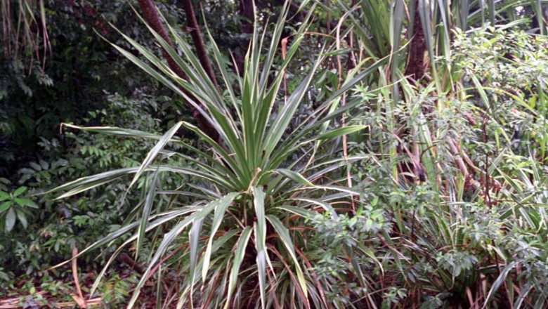 Cây dược liệu cây Nhum - Oncosperma tigillaria (Jack) Ridl. (O. filamentosa Blume)