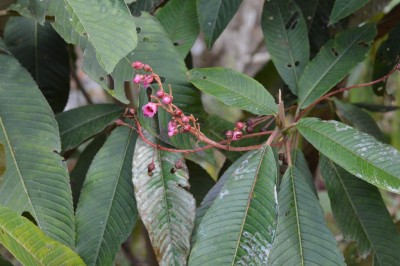 Cây dược liệu cây Nóng Nêpan - Saurauia nepanlensis DC