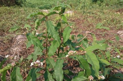 Cây dược liệu cây Nhàu nước hay Nhàu nhỏ - Morinda persicaefolia Ham. var. oblonga Pit
