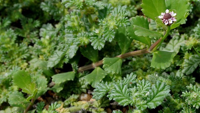 Cây dược liệu cây Cáp điền - Coldenia procumbens L