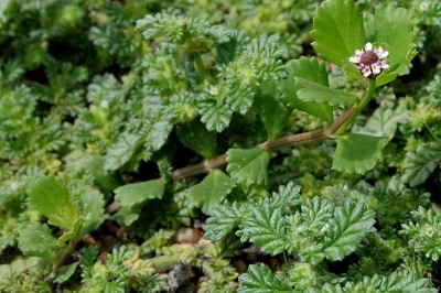 Cây dược liệu cây Cáp điền - Coldenia procumbens L