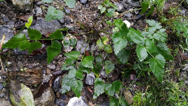 Cây dược liệu cây Cần hôi, Băng biên - Pimpinella diversifolia DC