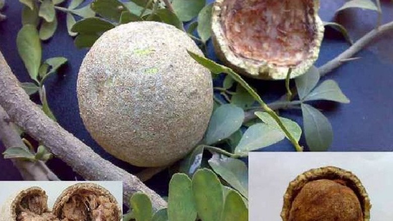 Cây dược liệu cây Cần thăng - Limonia acidissima L. (Feronia limonia  (L.) Swingle. F. elephantum Correa)