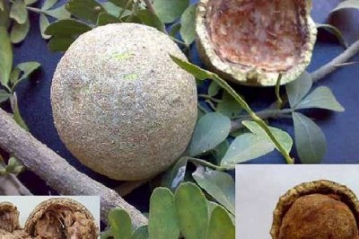 Cây dược liệu cây Cần thăng - Limonia acidissima L. (Feronia limonia  (L.) Swingle. F. elephantum Correa)