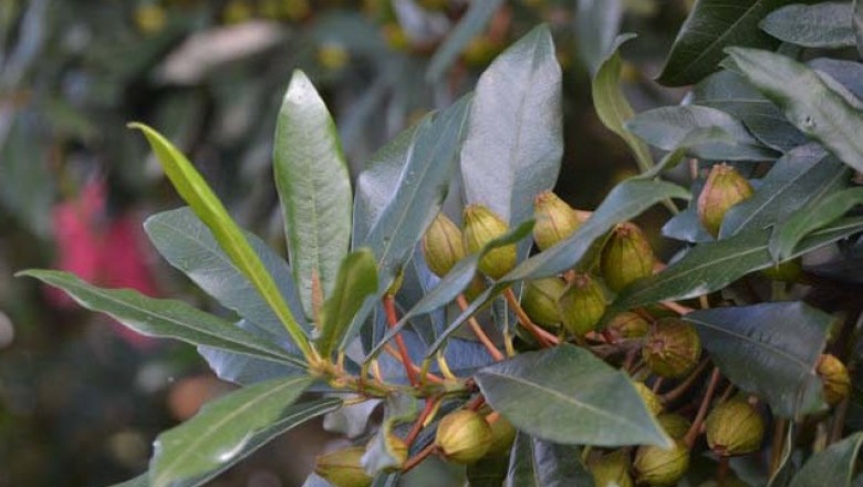 Cây dược liệu cây Cánh nỏ, Rù rì bãi - Ficus subpyriformis Hook. et Arn