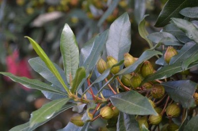 Cây dược liệu cây Cánh nỏ, Rù rì bãi - Ficus subpyriformis Hook. et Arn