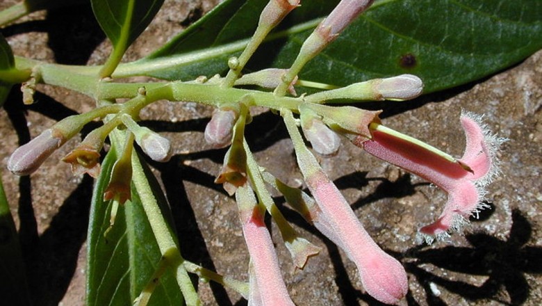 Cây dược liệu cây Canhkina - Cinchona sp