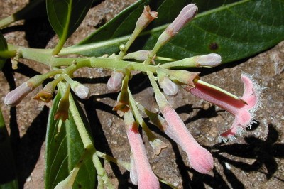 Cây dược liệu cây Canhkina - Cinchona sp