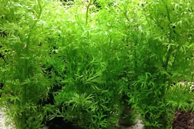 Cây dược liệu cây Cần trôi, Rau cần trôi, Quyết gạc nai - Ceratopteris thalia troides (L.) Brongn