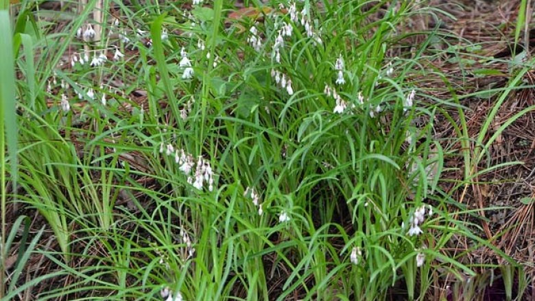 Cây dược liệu cây Cao cẳng lá nhỏ, Cỏ lưỡi gà - Ophiopogon reptans Hook. f