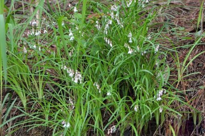 Cây dược liệu cây Cao cẳng lá nhỏ, Cỏ lưỡi gà - Ophiopogon reptans Hook. f