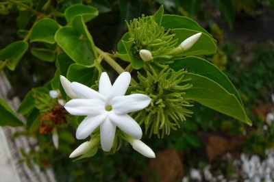 Cây dược liệu cây Nhài nhiều hoa - Jasminum multiflorum (Burm.f.) Andr (J. pubescens Willd.)
