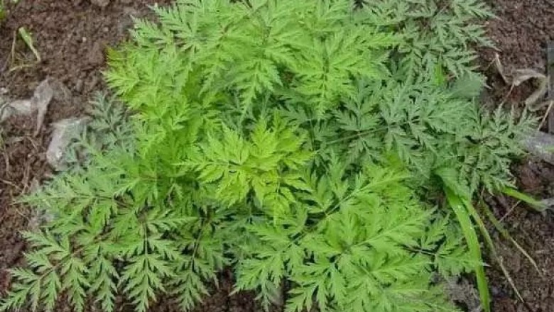 Cây dược liệu cây Cảo bản - Ligusticum sinense Oliv