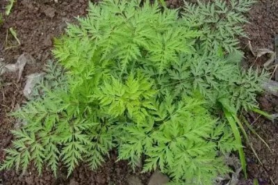 Cây dược liệu cây Cảo bản - Ligusticum sinense Oliv