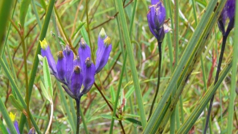 Cây dược liệu cây Cào cào, Cỏ cào cào - Burmannia disticha L