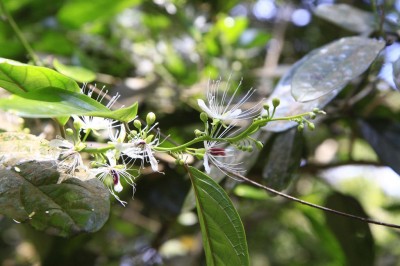Cây dược liệu cây Cáp vàng - Capparis flavicans Kurz (C.cambodiana Pierre ex Gagnep)