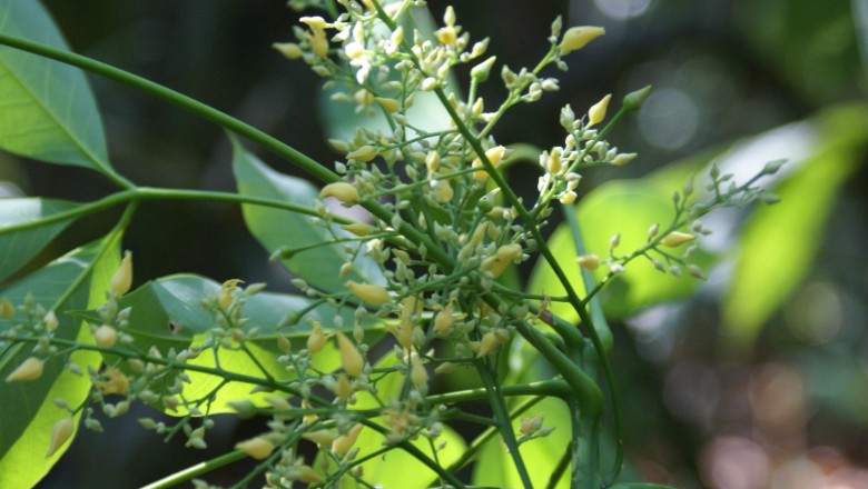 Cây dược liệu cây Cao su - Hevea brasiliensis (A Juss) Muell- Arg