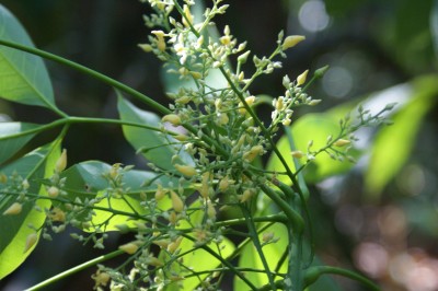 Cây dược liệu cây Cao su - Hevea brasiliensis (A Juss) Muell- Arg