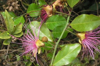 Cây dược liệu cây Cáp gai đen - Capparis zeylanica L. (C. horrida L. f.)