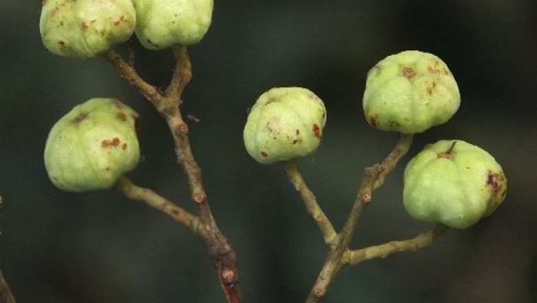Cây dược liệu cây Cáp mộc hình sao, Hoa khế - Craibiodendron stellatum (Pierre) W.W.Sm (Schima stellata Pierre)