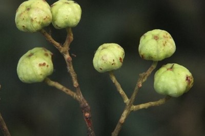 Cây dược liệu cây Cáp mộc hình sao, Hoa khế - Craibiodendron stellatum (Pierre) W.W.Sm (Schima stellata Pierre)