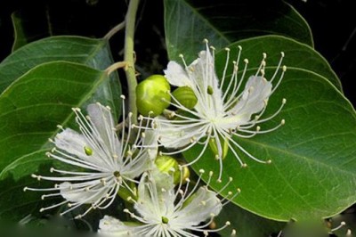 Cây dược liệu cây Cáp to - Capparis grandis L.f