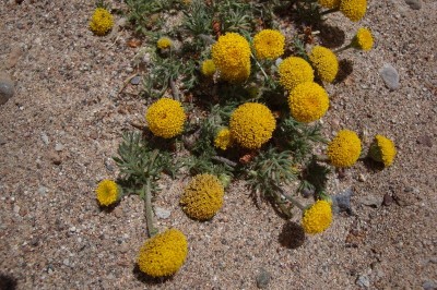 Cây dược liệu cây Nguyên tuy cúc - Cotula anthemoides L