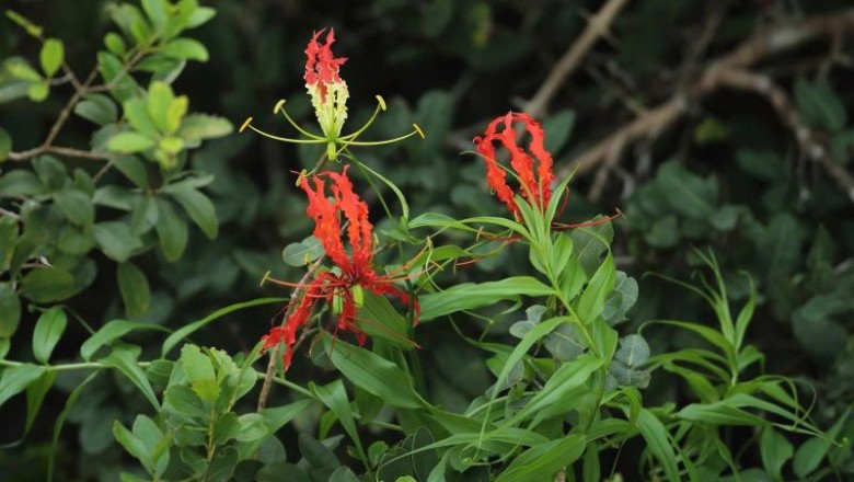 Cây dược liệu cây Ngót nghẻo, Ngắc nghẻo - Gloriosa superba L