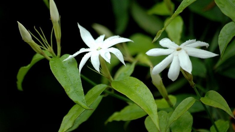 Cây dược liệu cây Nhài gân, Nhài mạng, Lài gian, Dây vằng - Jasminum nervosum Lour. (J. anastomosans Wall.)