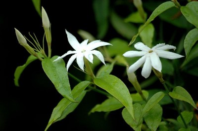 Cây dược liệu cây Nhài gân, Nhài mạng, Lài gian, Dây vằng - Jasminum nervosum Lour. (J. anastomosans Wall.)
