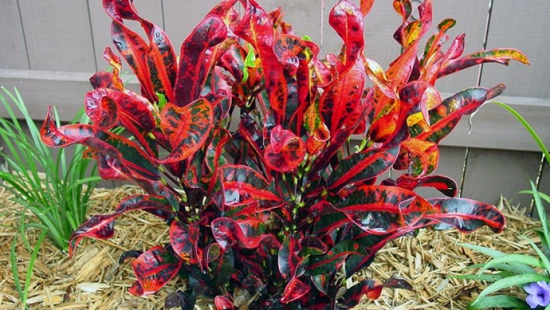 Cây dược liệu cây Ngũ sắc hay vàng bạc trổ, Cô tòng đuôi lươn - Codiaeum variegatum (L.) Blume