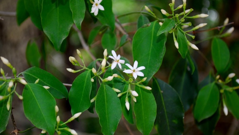 Cây dược liệu cây Nhài dây - Jasminum funale Decne