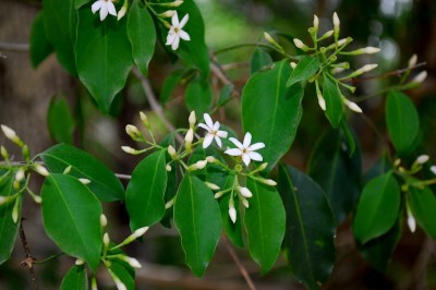 Cây dược liệu cây Nhài dây - Jasminum funale Decne