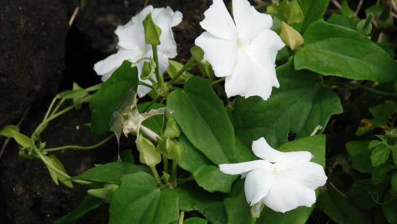 Cây dược liệu cây Cát đằng thơm, Uyên hoa thảo - Thunbergia fragrans Roxb