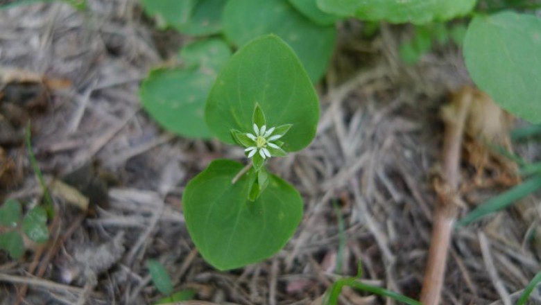 Cây dược liệu cây Cất hoi, Tù ti, Trúng đồng, Rau đồng tiền - Drymaria diandra Blume (l) cordata (L.) Willd ex Roem. et Schult. Subsp. diandra (Blume) Duke)