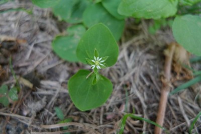 Cây dược liệu cây Cất hoi, Tù ti, Trúng đồng, Rau đồng tiền - Drymaria diandra Blume (l) cordata (L.) Willd ex Roem. et Schult. Subsp. diandra (Blume) Duke)