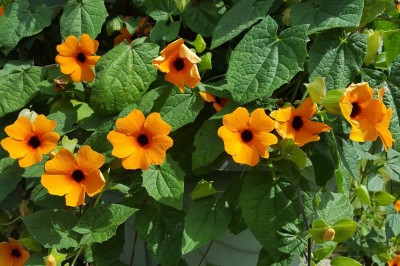 Cây dược liệu cây Cát đằng cánh, Khiên ngưu núi lá có cánh - Thunbergia alata Boj ex Sims
