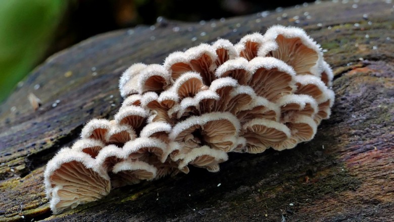 Cây dược liệu cây Nấm chân chim, Nấm liệt diệp - Schizophyllum commune Fr