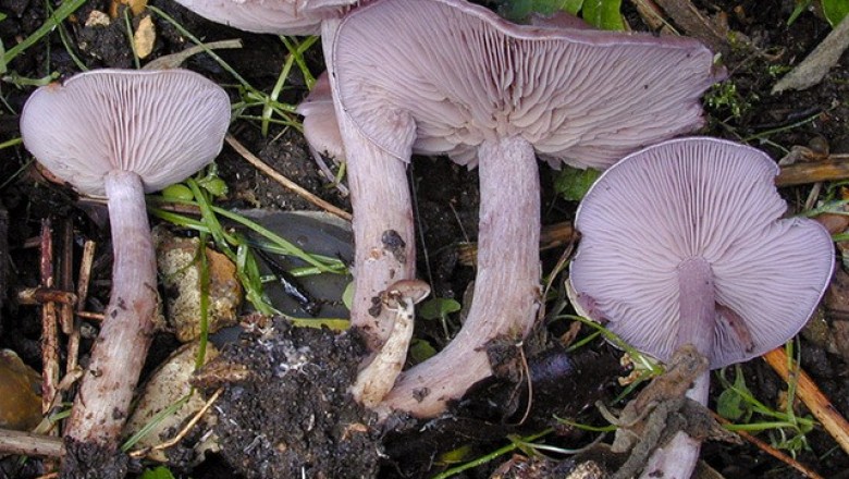 Cây dược liệu cây Nấm cà -Lepista sordida (Fr..) Singer