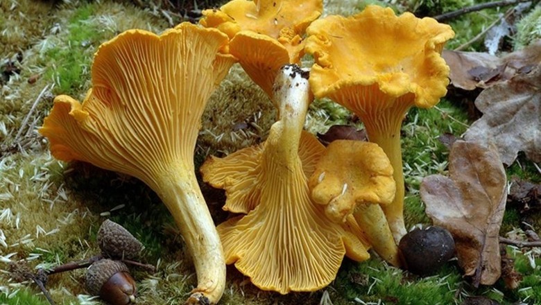 Cây dược liệu cây Nấm mào gà, Nấm kèn vàng hay Nấm vàng da cam - Cantharetllus cibarius Fr