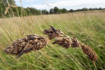 Cây dược liệu cây Nấm cựa gà, Nấm cựa tím, Nấm khoả mạch - Claviceps purpurea (Fr.) Tul