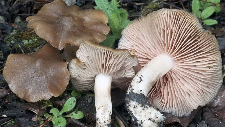 Cây dược liệu cây Nấm cỏ dày - Entoloma clypeatum (L.) Quél. (E. clypeatus) (L. et Fr..) Kummer)