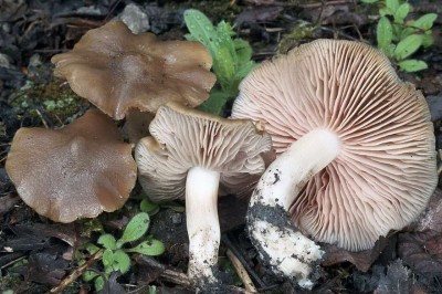 Cây dược liệu cây Nấm cỏ dày - Entoloma clypeatum (L.) Quél. (E. clypeatus) (L. et Fr..) Kummer)