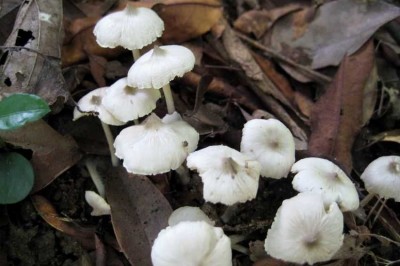 Cây dược liệu cây Nấm dắt, Nấm tua rua, Nấm mối mũ nhỏ, Nấm vuốt - Podabrella microcarpa (Berk. ex Br.) Senger