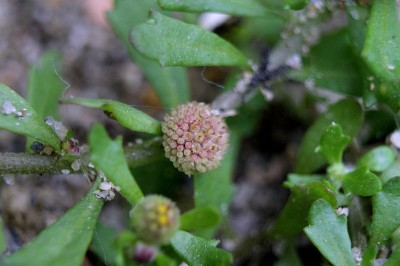 Cây dược liệu cây Cỏ the, Cóc mẩn, Cóc ngồi, Cây thuốc mộng - Centipeda minima (L.) A. Br. et Aschers