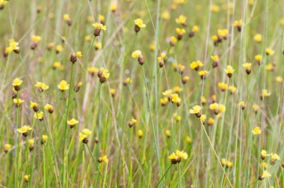 Cây dược liệu cây Cỏ vàng - Xyris indica L