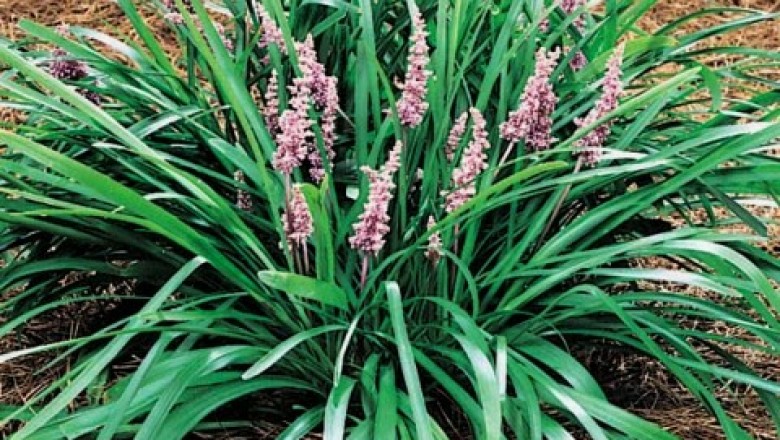 Cây dược liệu cây Cỏ tóc tiên, Thổ mạch môn - Liriope spicata (Thunb.) Lour